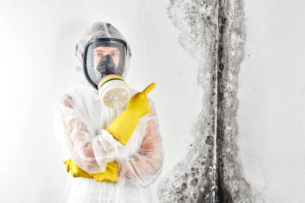 Best Emergency Mold Remediation in Stone Park, IL