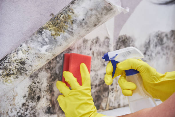 Environmental Consulting for Mold Prevention